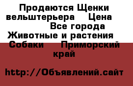 Продаются Щенки вельштерьера  › Цена ­ 27 000 - Все города Животные и растения » Собаки   . Приморский край